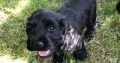 Beautiful Black Cocker Spaniel Puppy