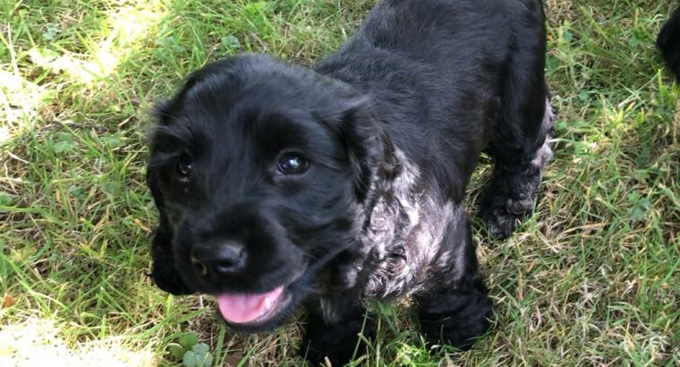 Beautiful Black Cocker Spaniel Puppy