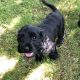 Beautiful Black Cocker Spaniel Puppy