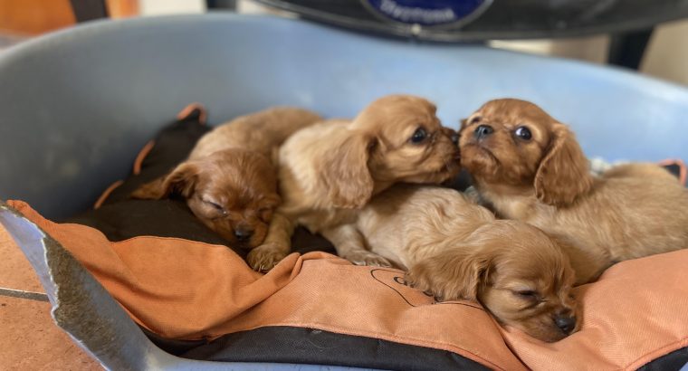 Pure Bred King Charles Puppies