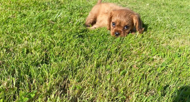 Pure Bred King Charles Puppies