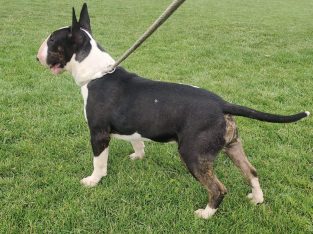 BULL TERRIER **7 MONTHS OLD**