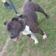 Pit Bull Terrier Pups for Sale in Waterford