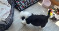 OLD ENGLISH SHEEPDOG IKC puppies