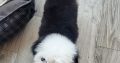 OLD ENGLISH SHEEPDOG IKC puppies