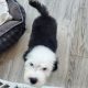 OLD ENGLISH SHEEPDOG IKC puppies