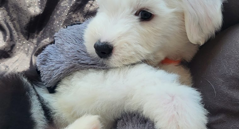 OLD ENGLISH SHEEPDOG IKC puppies