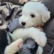 OLD ENGLISH SHEEPDOG IKC puppies