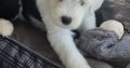 OLD ENGLISH SHEEPDOG IKC puppies