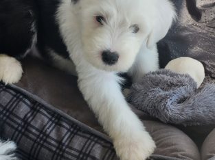 OLD ENGLISH SHEEPDOG IKC puppies