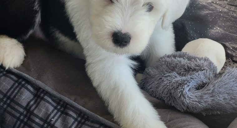 OLD ENGLISH SHEEPDOG IKC puppies