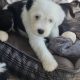 OLD ENGLISH SHEEPDOG IKC puppies