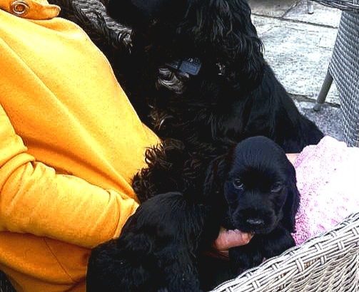 Beatiful black cocker spaniel