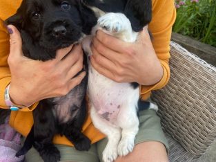 Beatiful black cocker spaniel