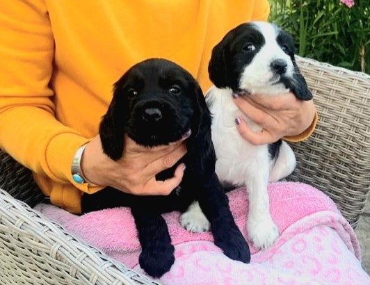 Beautiful Black Cocker Spaniel Puppy