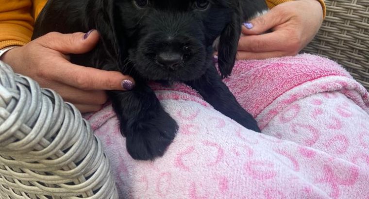 Beatiful black cocker spaniel