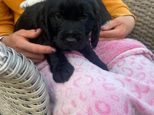 Beautiful Black Cocker Spaniel Puppy