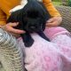 Beautiful Black Cocker Spaniel Puppy