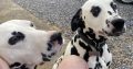 2 beautiful female 3yr sister Dalmations for sale