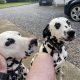 2 beautiful female 3yr sister Dalmations for sale