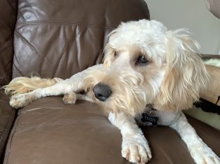 Cockapoo for sale