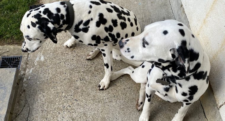 2 beautiful female 3yr sister Dalmations for sale