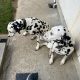 2 beautiful female 3yr sister Dalmations for sale