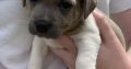 Jack Russell Puppies – Gorgeous & Friendly