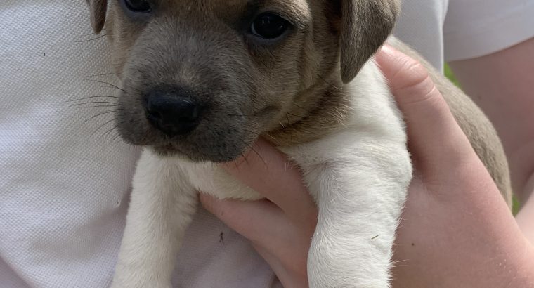 Jack Russell Puppies – Gorgeous & Friendly