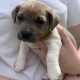 Jack Russell Puppies – Gorgeous & Friendly