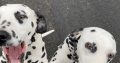 2 beautiful female 3yr sister Dalmations for sale