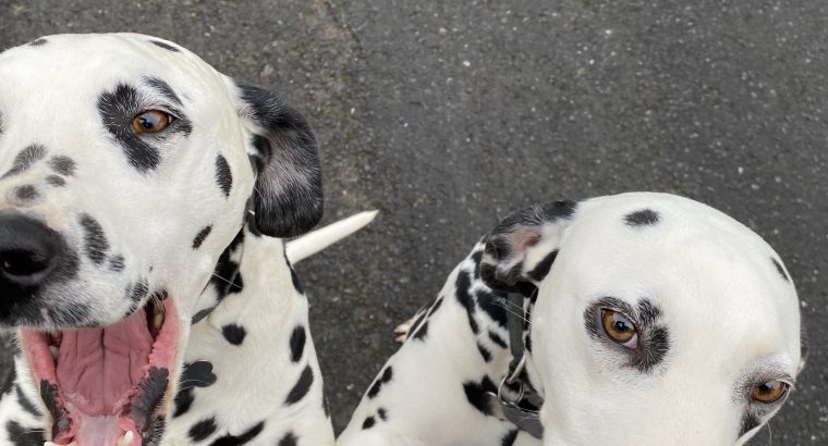 2 beautiful female 3yr sister Dalmations for sale