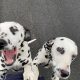 2 beautiful female 3yr sister Dalmations for sale