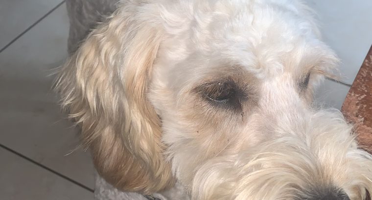 Cockapoo for sale