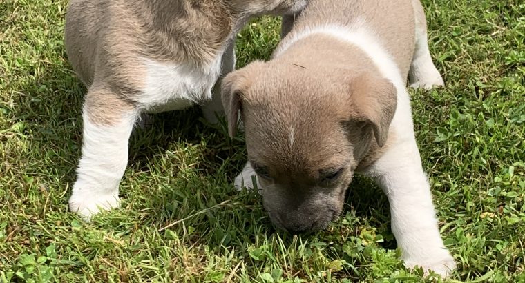 Jack Russell Puppies – Gorgeous & Friendly