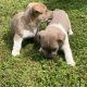 Jack Russell Puppies – Gorgeous & Friendly