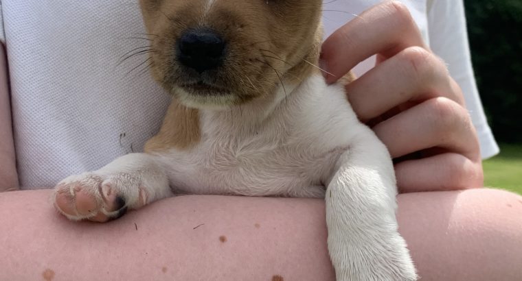 Jack Russell Puppies – Gorgeous & Friendly