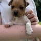 Jack Russell Puppies – Gorgeous & Friendly