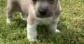 Jack Russell Puppies – Gorgeous & Friendly