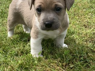 Jack Russell Puppies – Gorgeous & Friendly