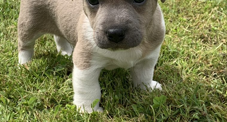 Jack Russell Puppies – Gorgeous & Friendly