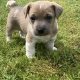 Jack Russell Puppies – Gorgeous & Friendly