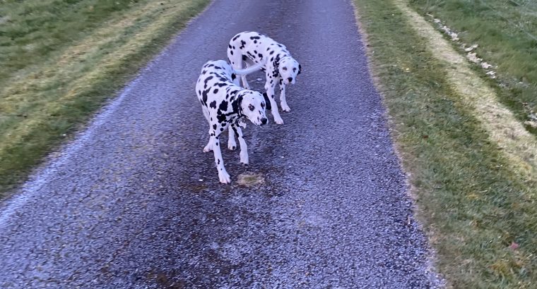 2 beautiful female 3yr sister Dalmations for sale