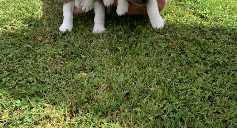 Jack Russell Puppies – Gorgeous & Friendly