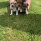 Jack Russell Puppies – Gorgeous & Friendly