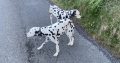 2 beautiful female 3yr sister Dalmations for sale
