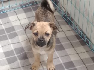 Lovely Pug cross puppies