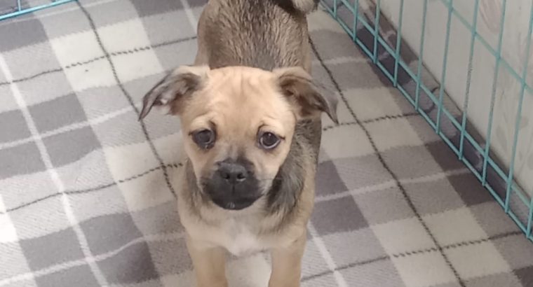 Lovely Pug cross puppies