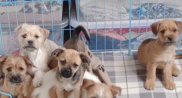 Lovely Pug cross puppies