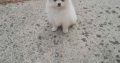 Pomeranian puppies for sale